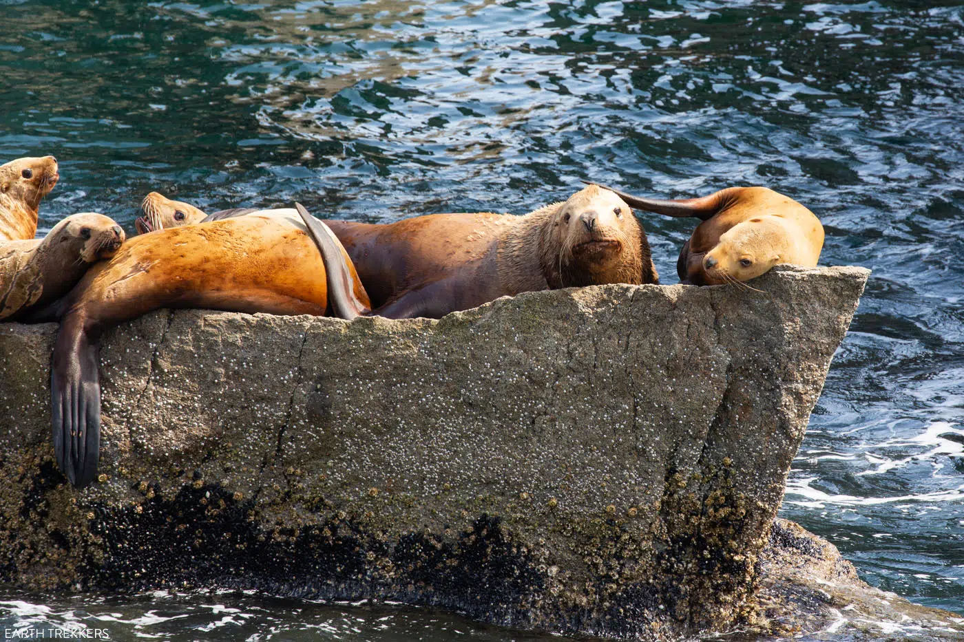 Sea Lions Kenai Fjords