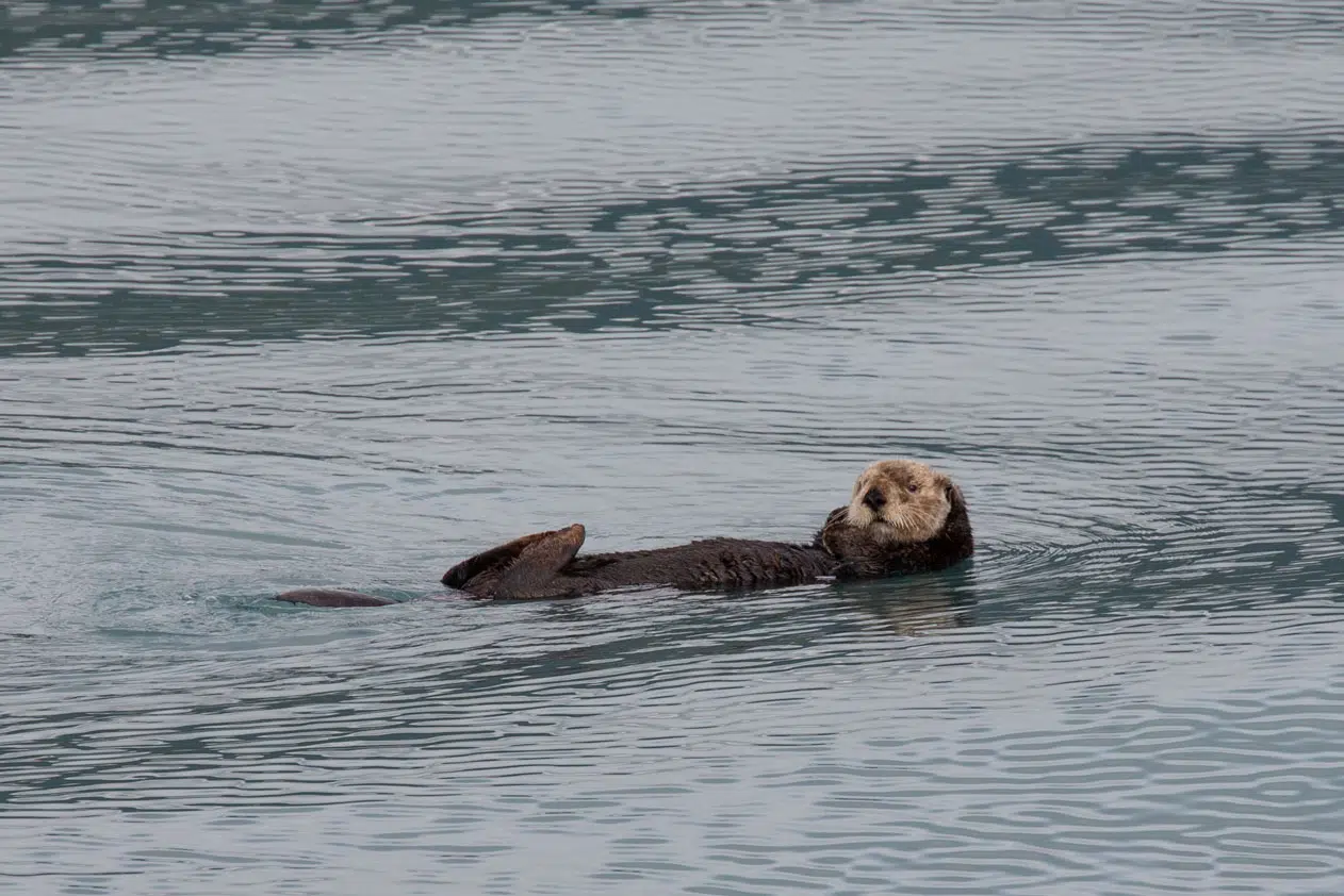 Sea Otter