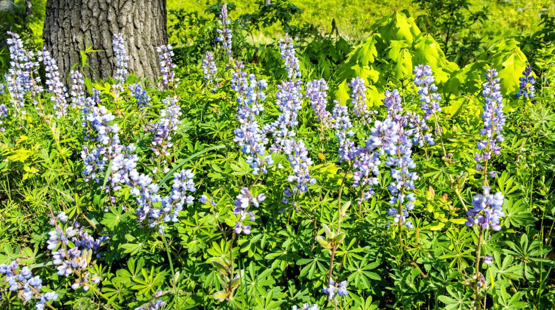 Wild Lupine Indiana Dunes