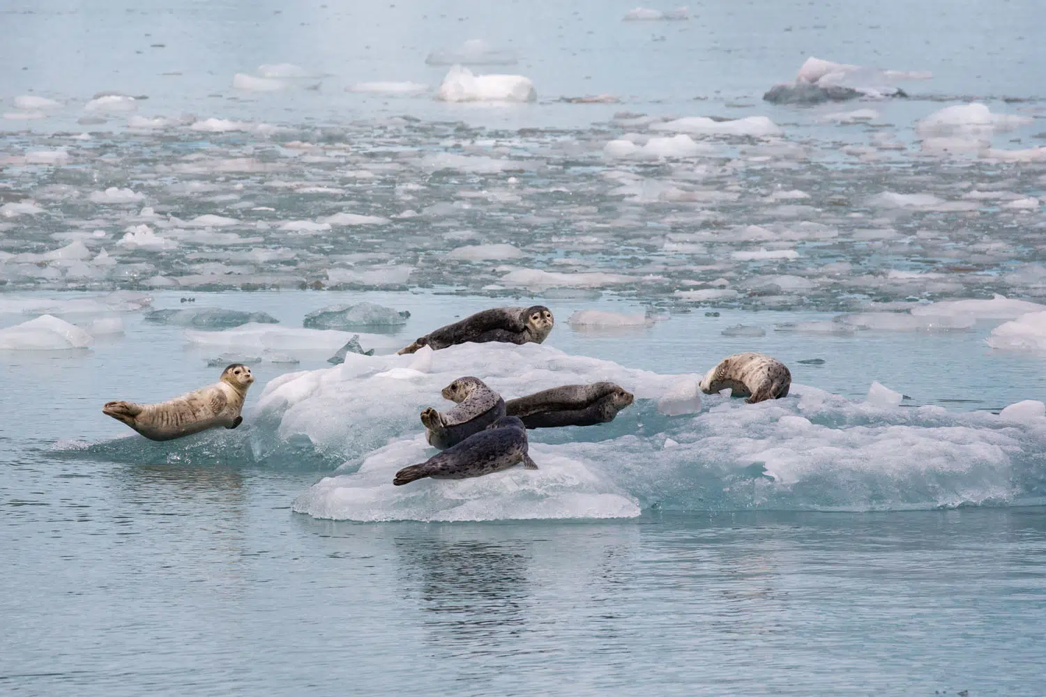 Kenai Fjords National Park Travel Guide – Earth Trekkers