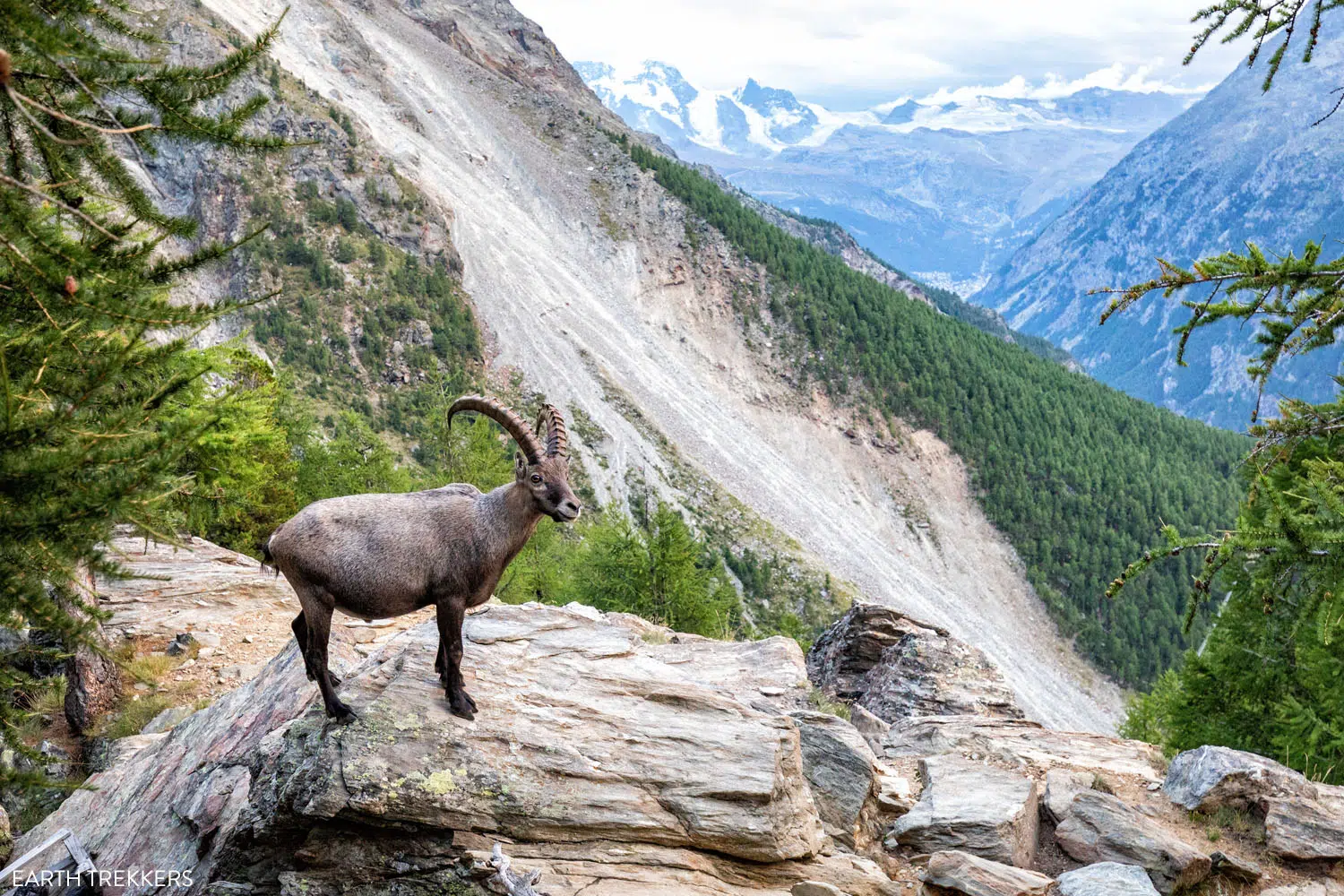 Ibex at Europahutte