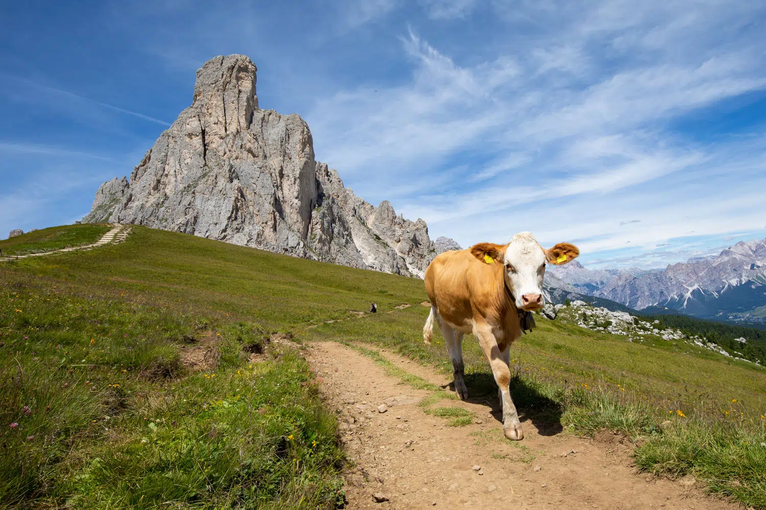 Passo Giau Cow