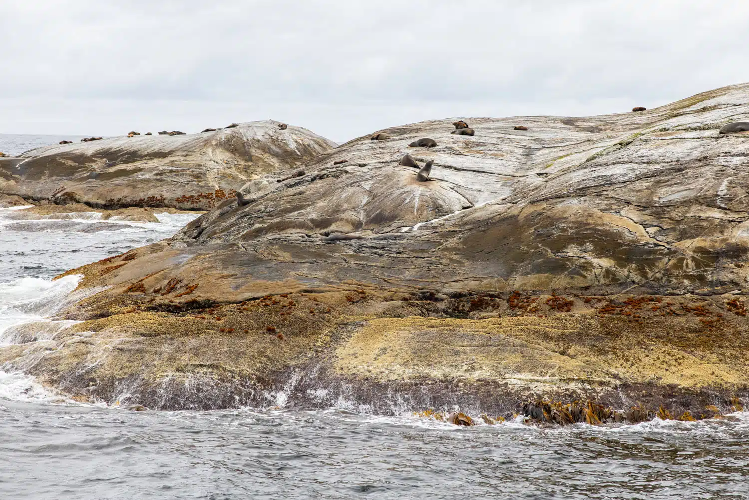 Doubtful Sound Seals