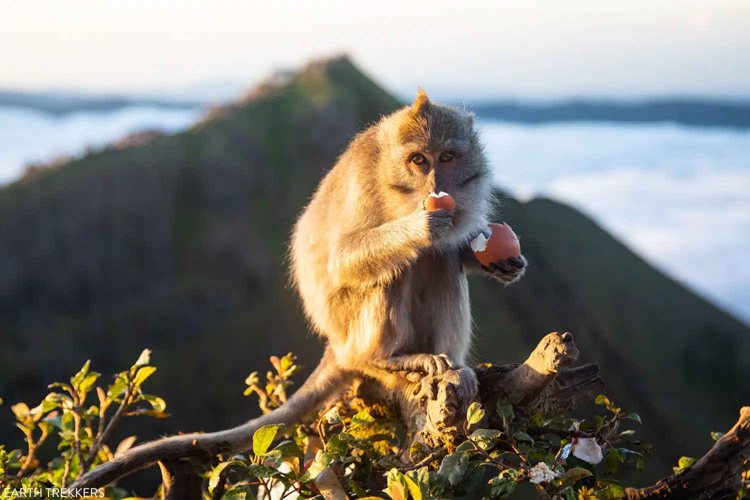 Mount Batur Monkey