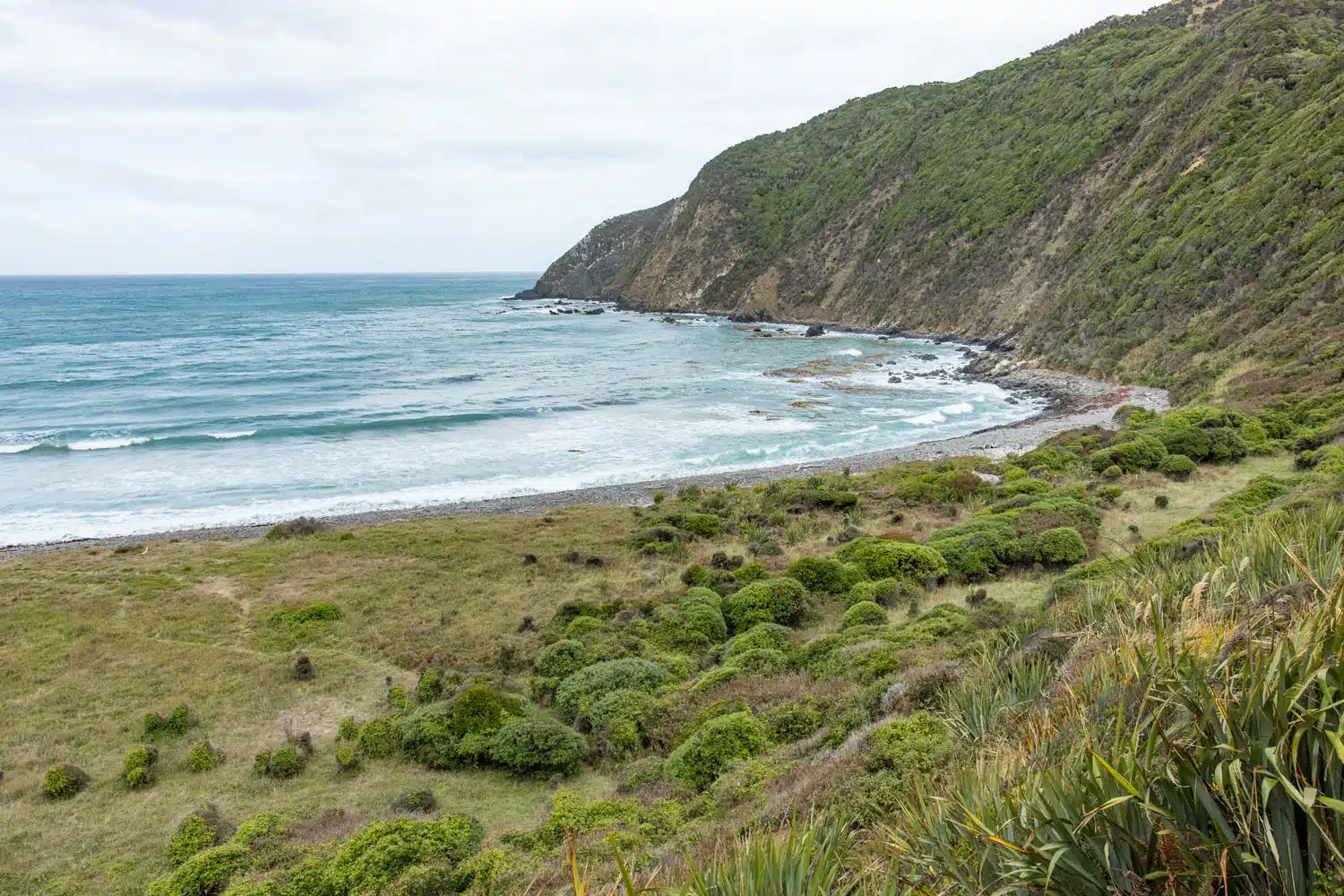 Roaring Bay Penguins Beach