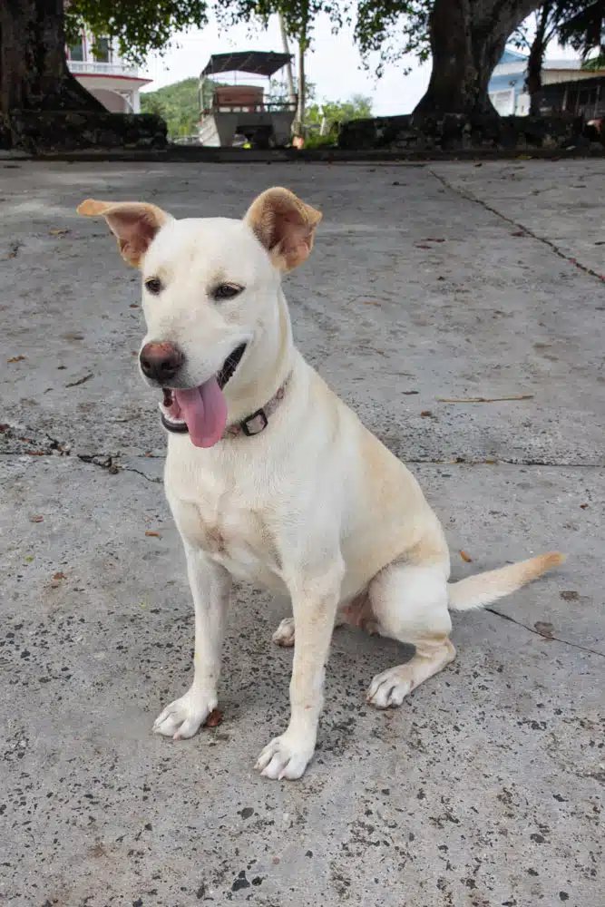 American Samoa Dog