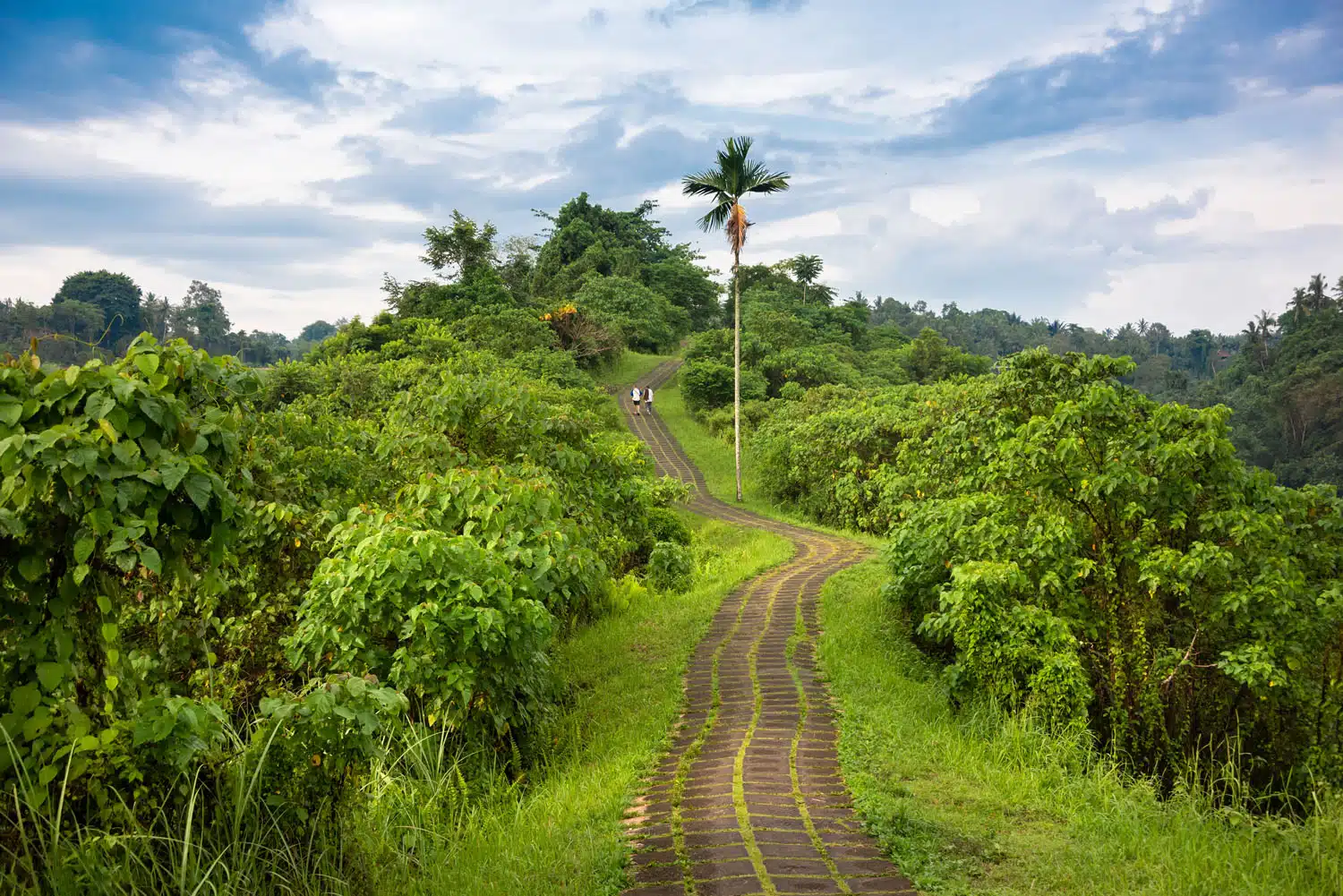 Campuhan Ridge Walk | 7 Day Bali Itinerary