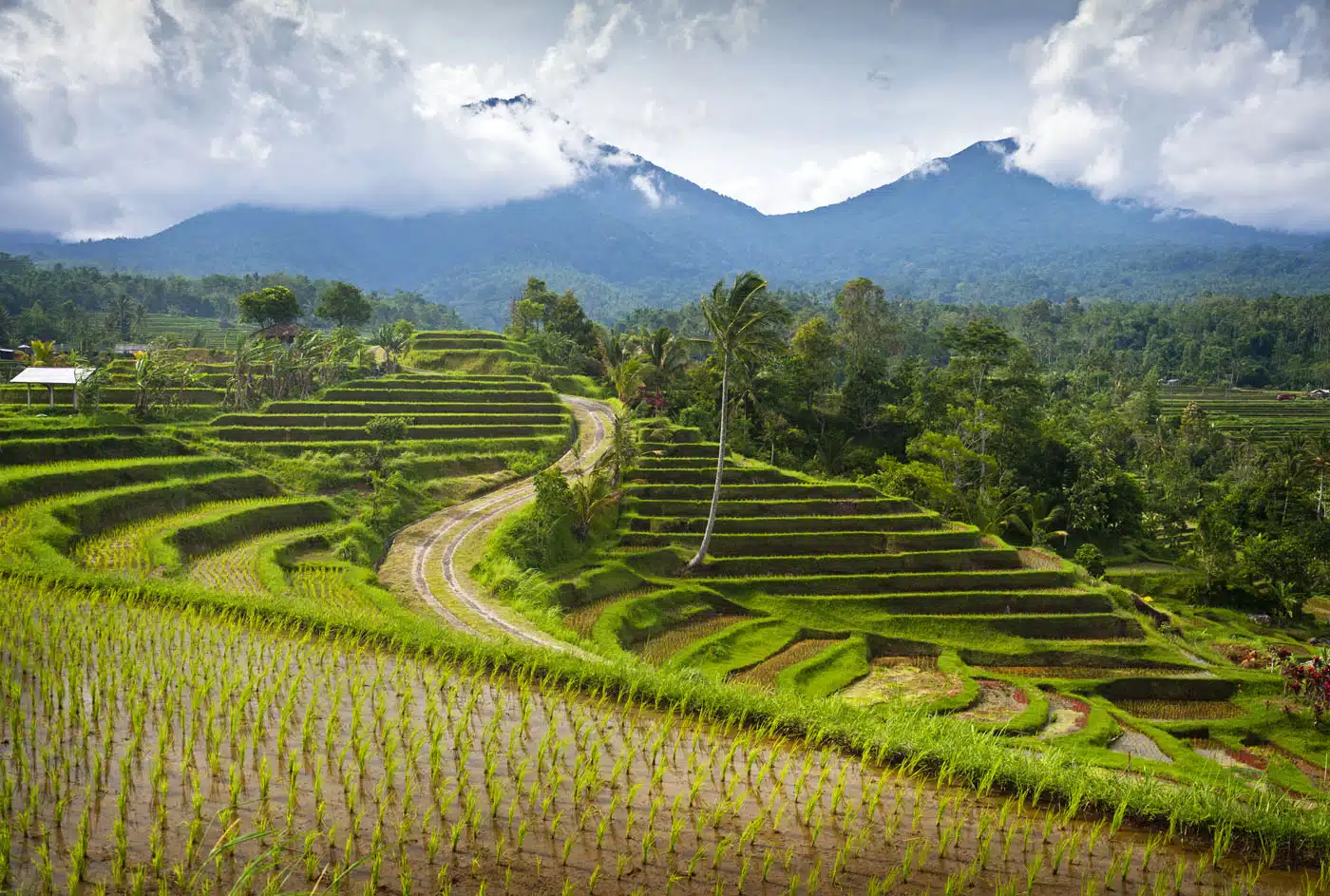 Jatiluwih Rice Terraces