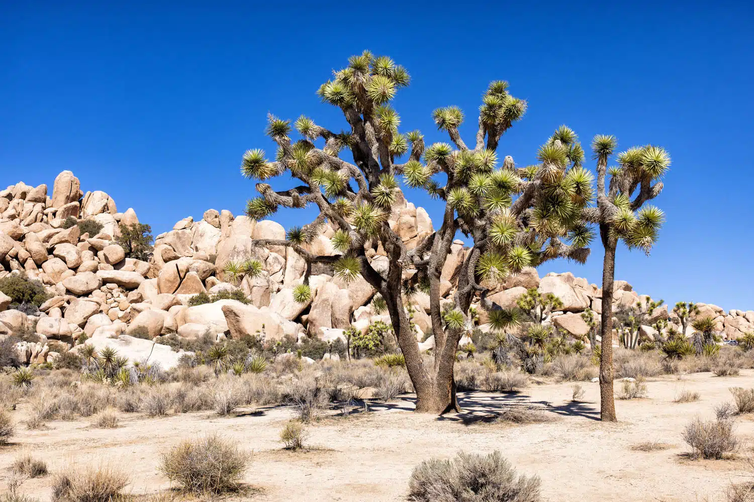 Joshua Tree National Park