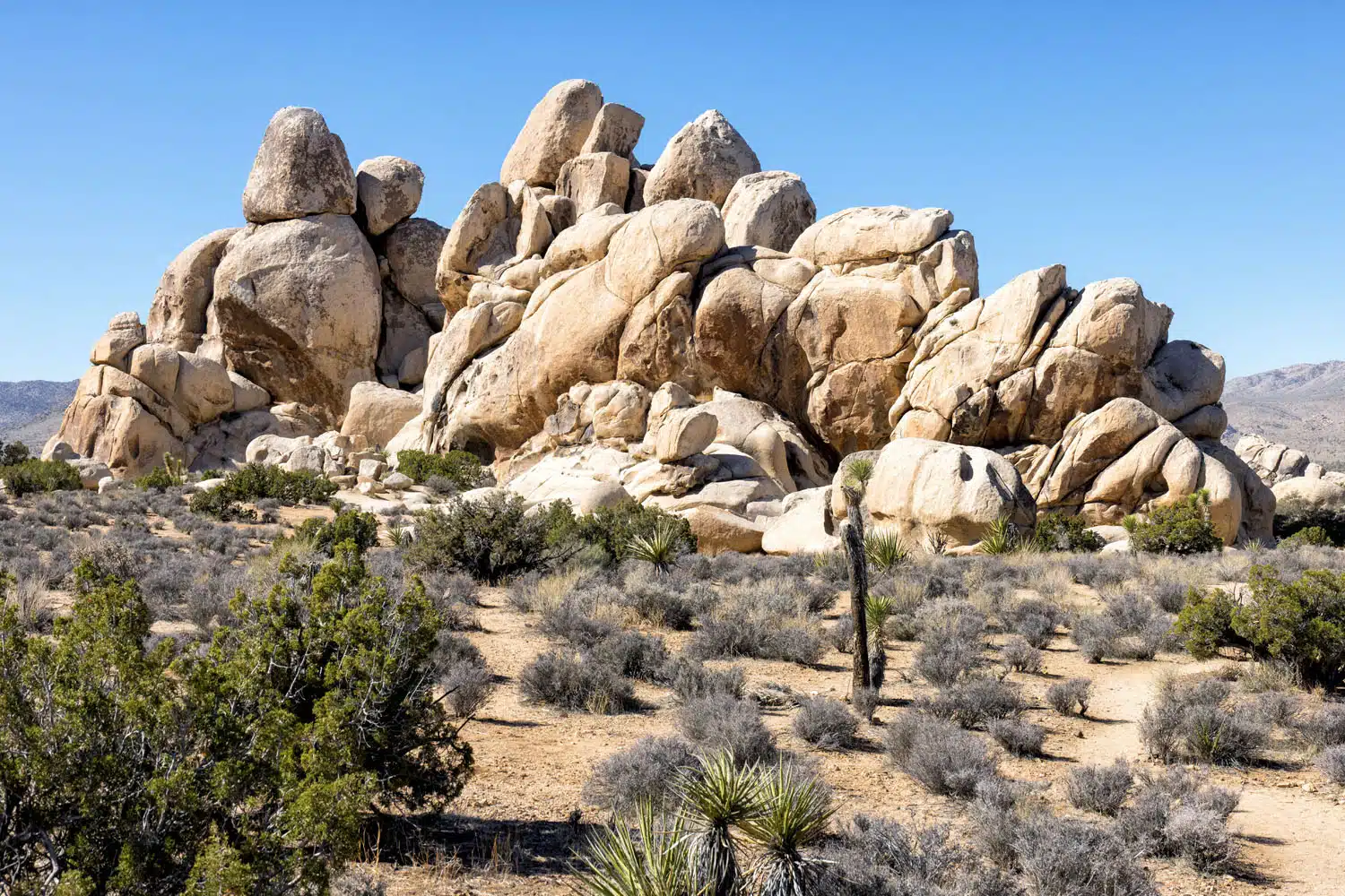 Joshua Tree