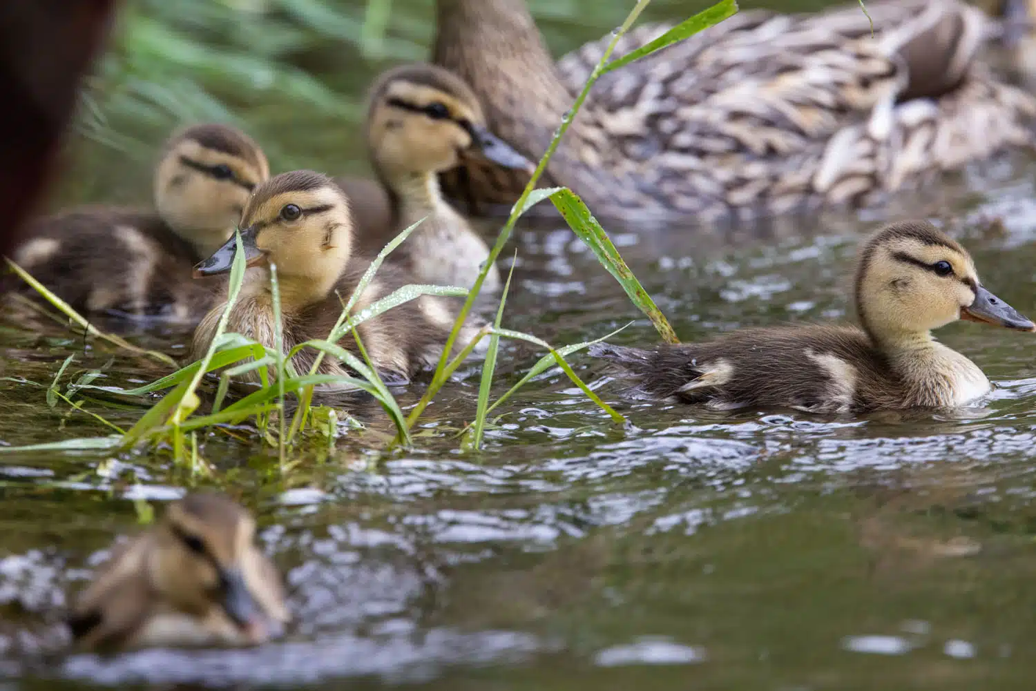 Baby Ducks