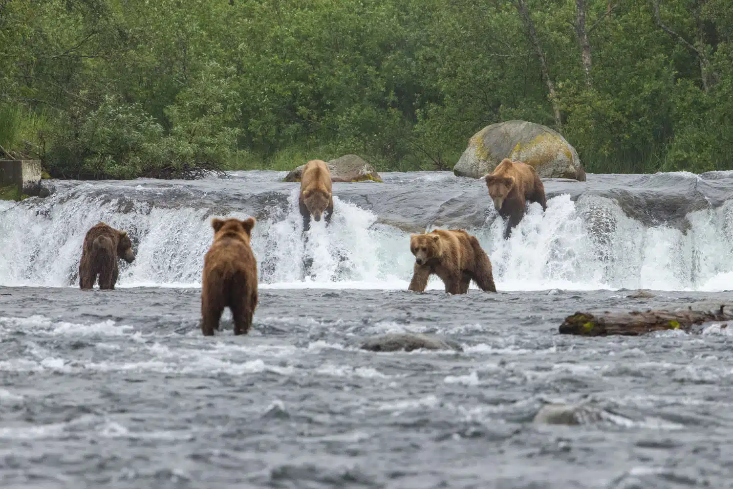 Brooks Falls Katmai