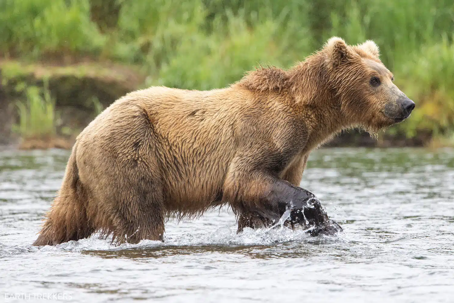 Brown Bear Katmai National Park