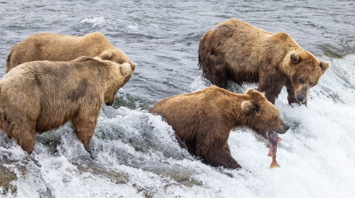 Brown Bears Katmai