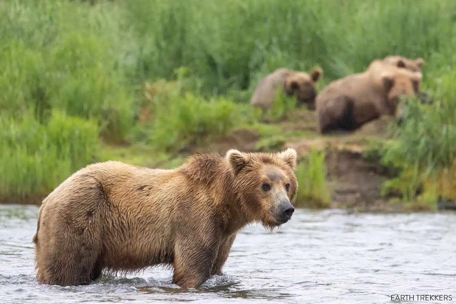 Katmai National Park