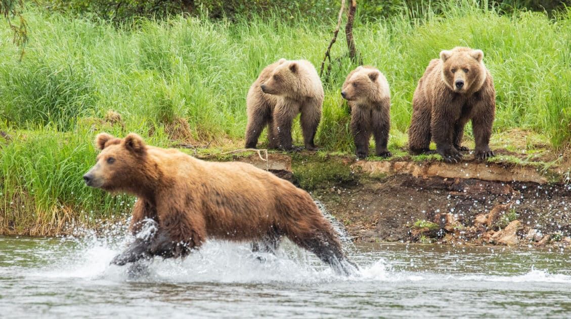 Katmai National Park Photos