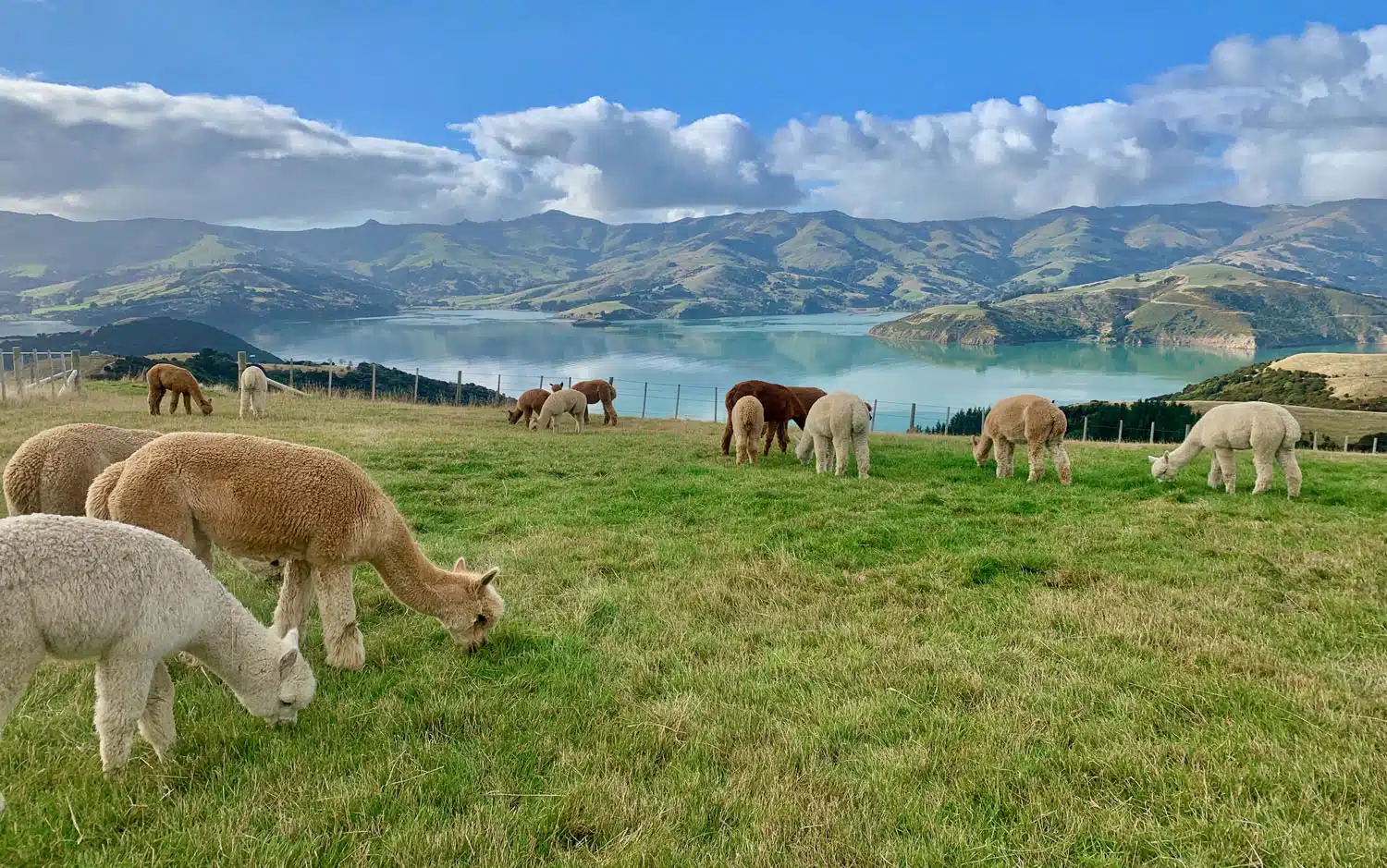 Shamarra Alpacas