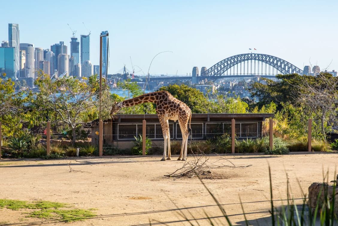 20 Iconic Views of Sydney, Australia (Map, Photos & HELPFUL Tips ...