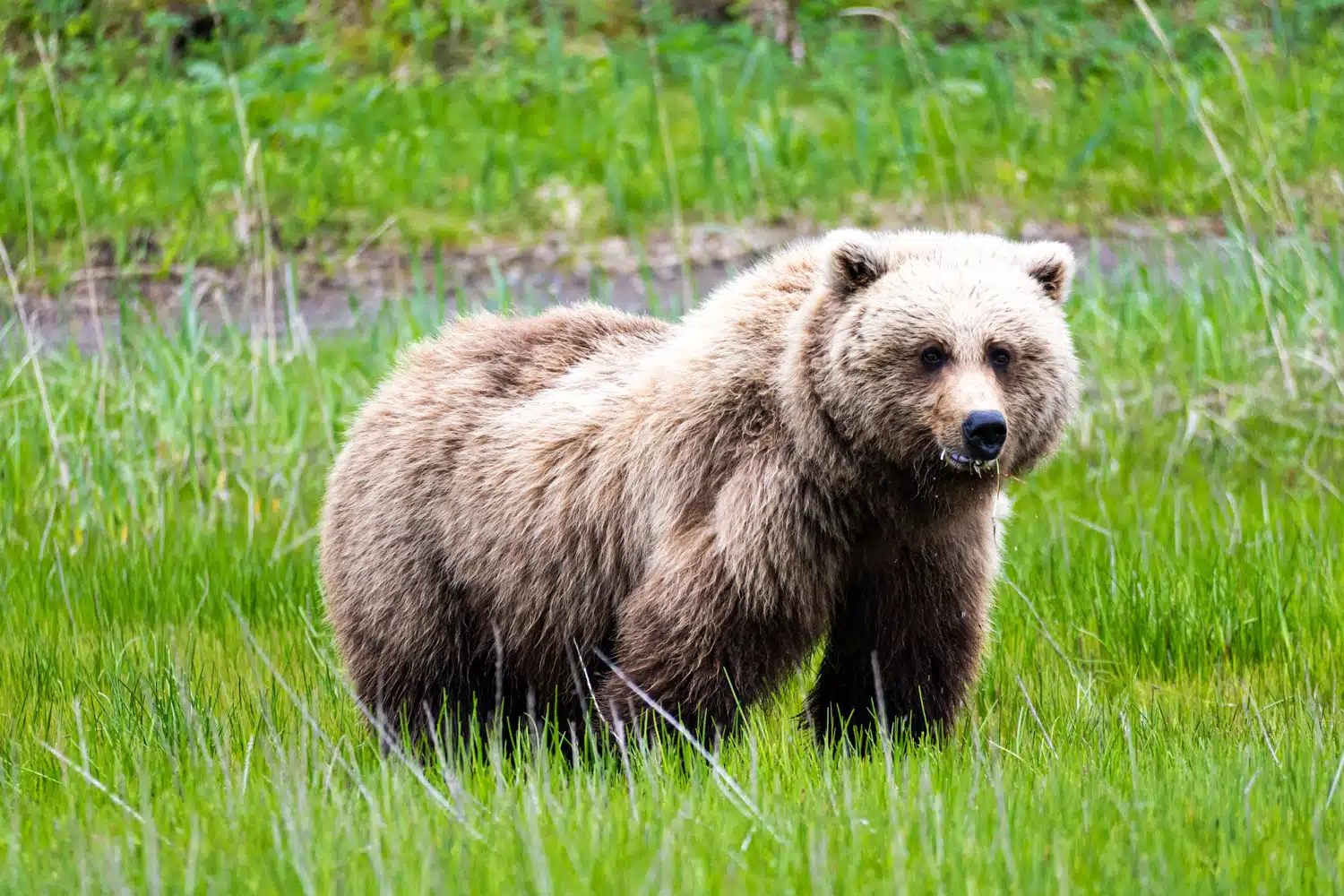 Brown Bear Lake Clark