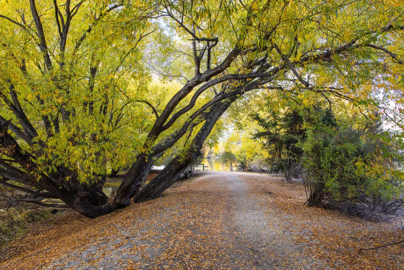 Glendhu Bay Track