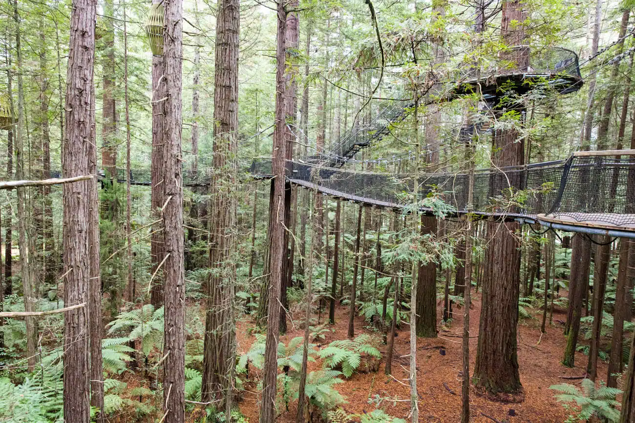 Redwoods Treewalk New Zealand | Best Things to do in Rotorua