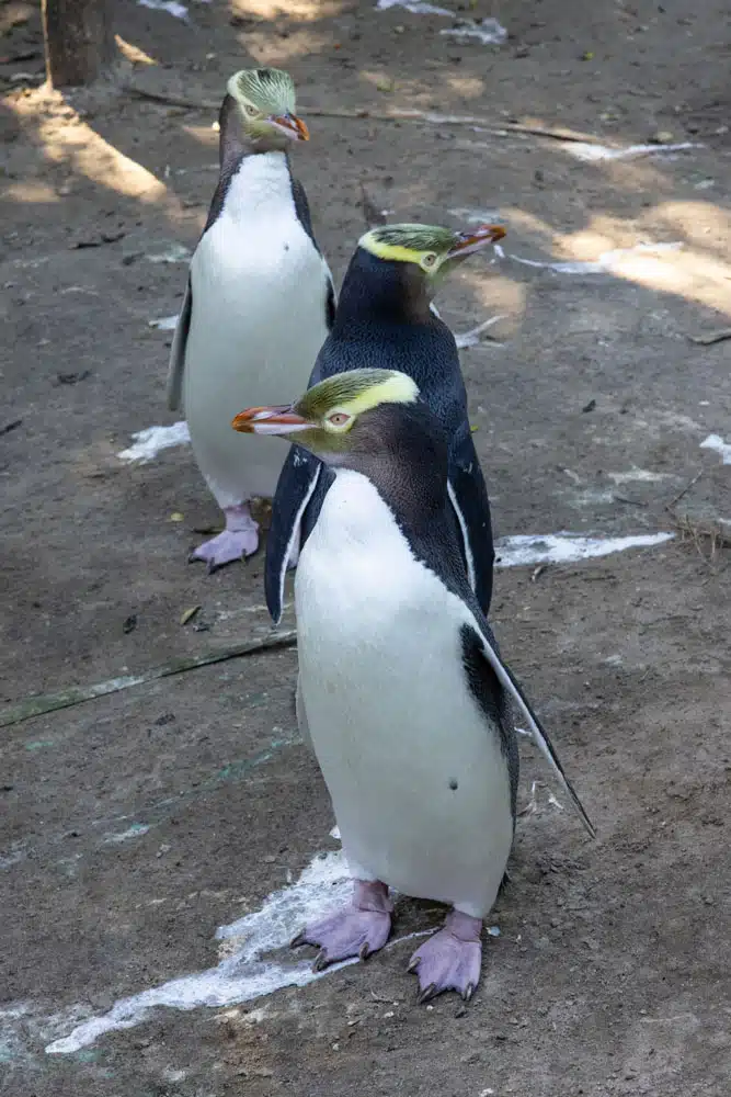 Yellow Eyed Penguin | Best Things to Do on the South Island