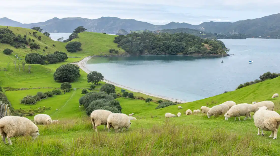 Bay of Islands from Paihia