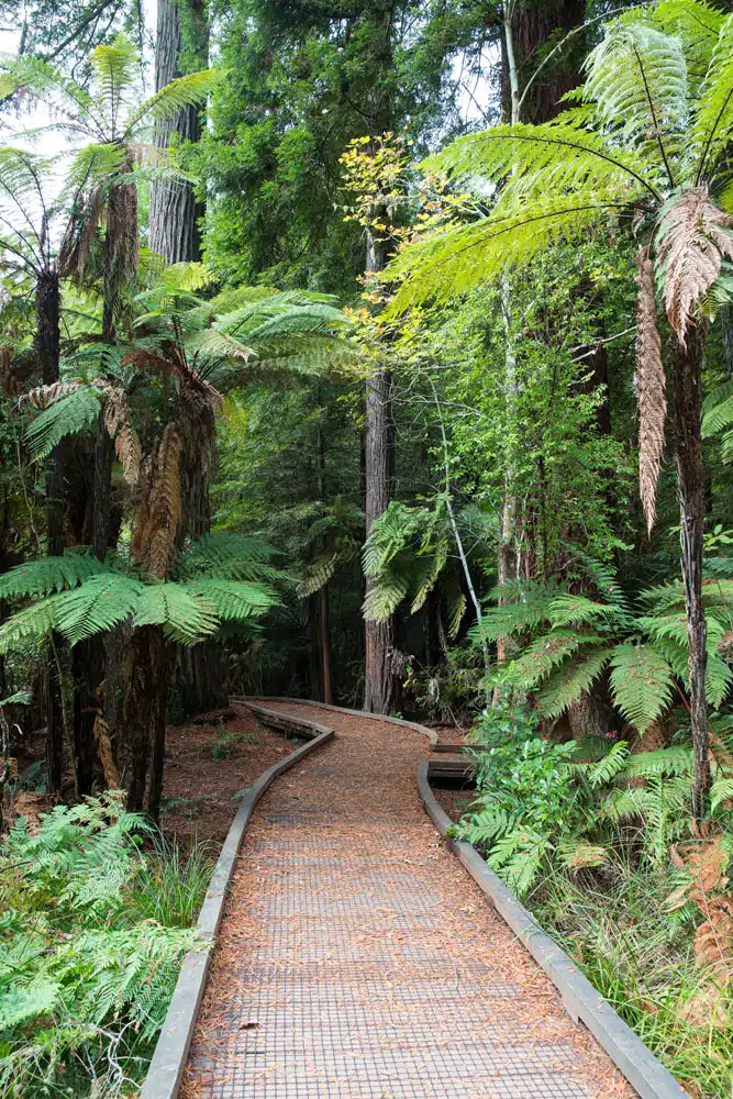 Whakarewarewa Forest