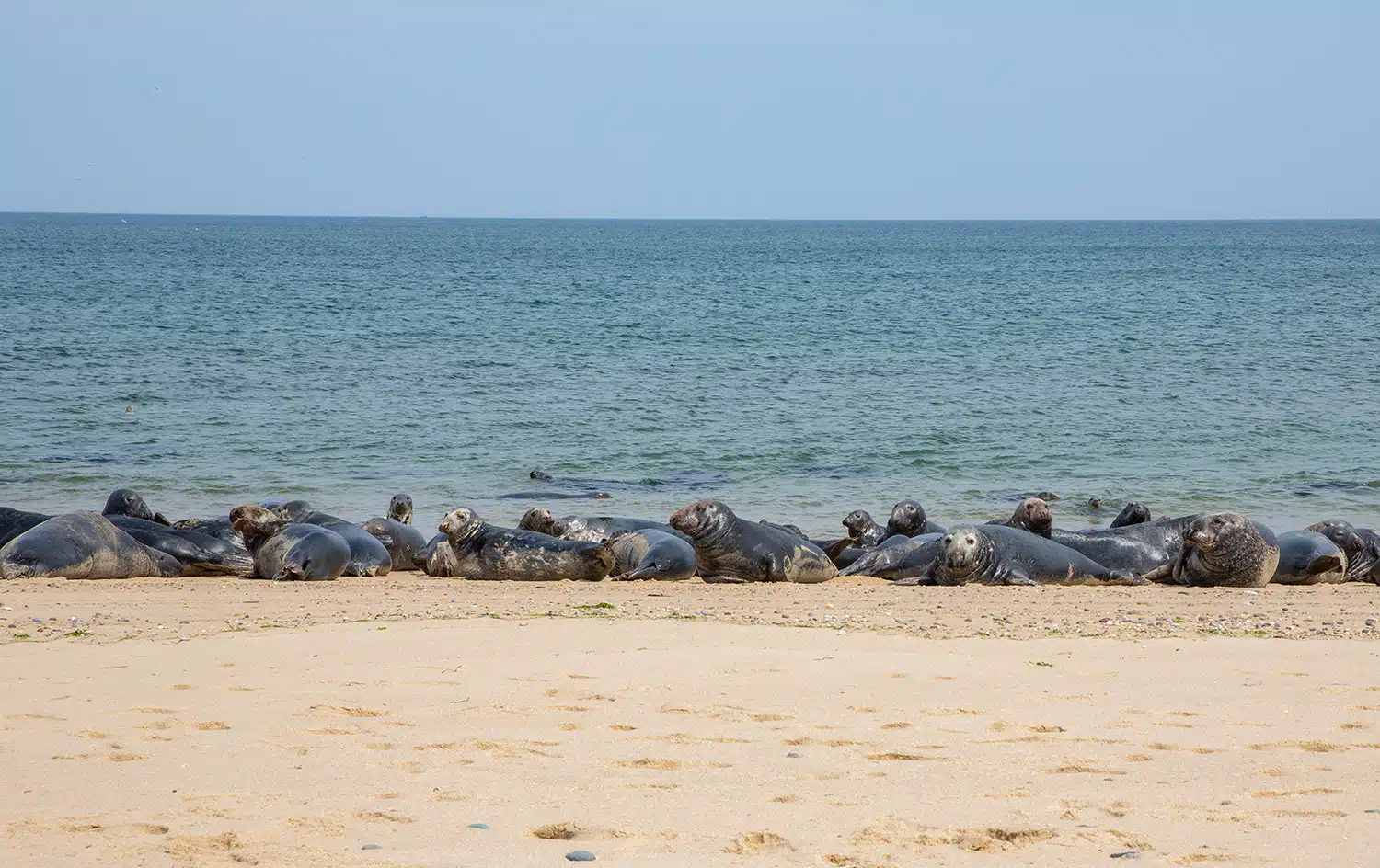 Race Point Beach