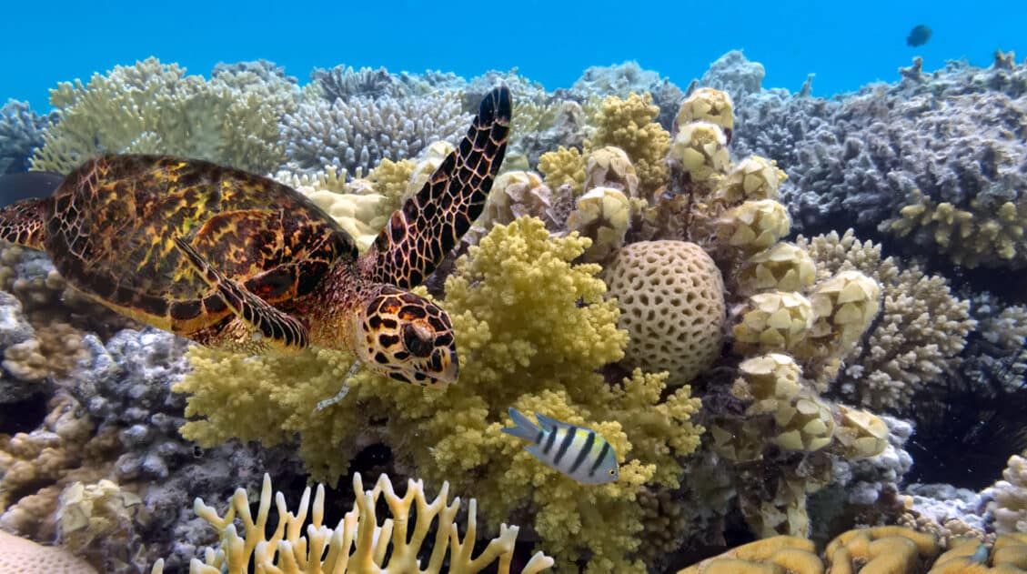 Great Barrier Reef Tours