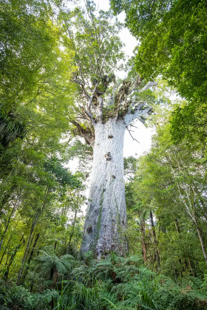 Tane Mahuta | Northland, New Zealand