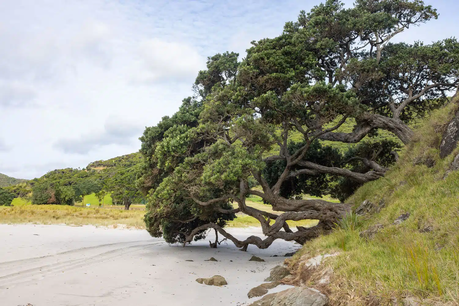 Tapotupotu Beach Tree