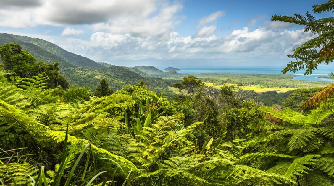 Daintree Forest Things to Do