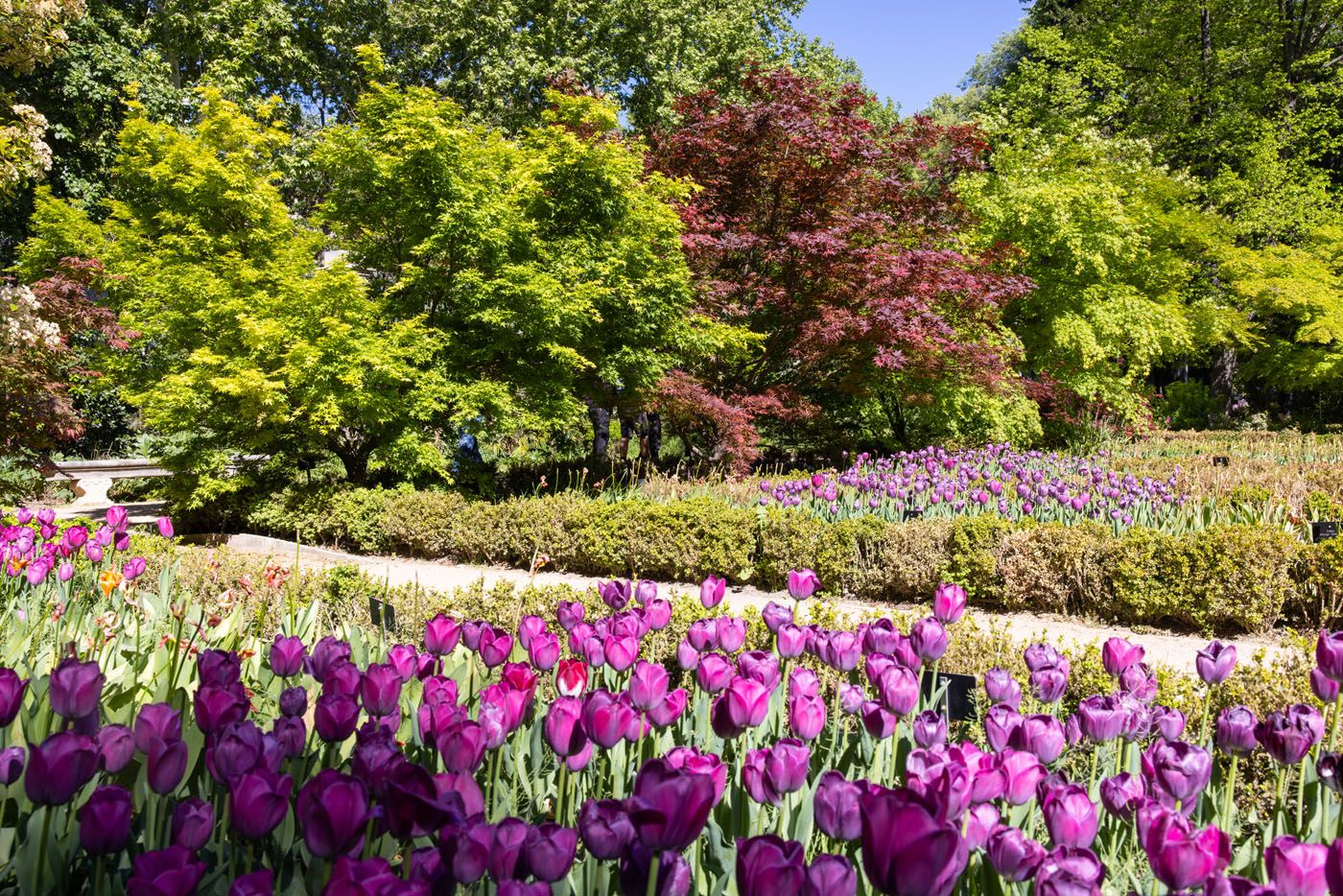 Madrid Botanical Garden