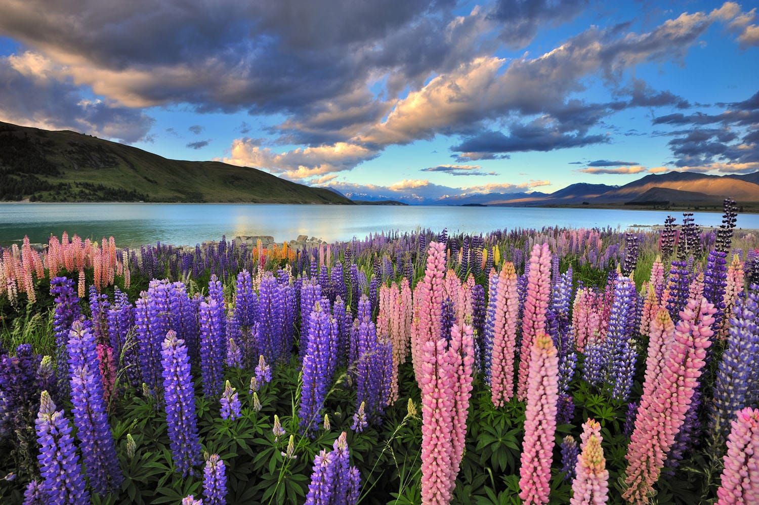 Lupins New Zealand