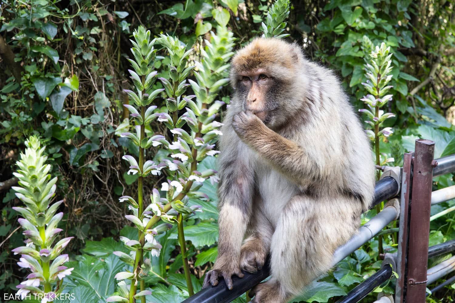 Gibraltar Macaque | How to visit the Rock of Gibraltar