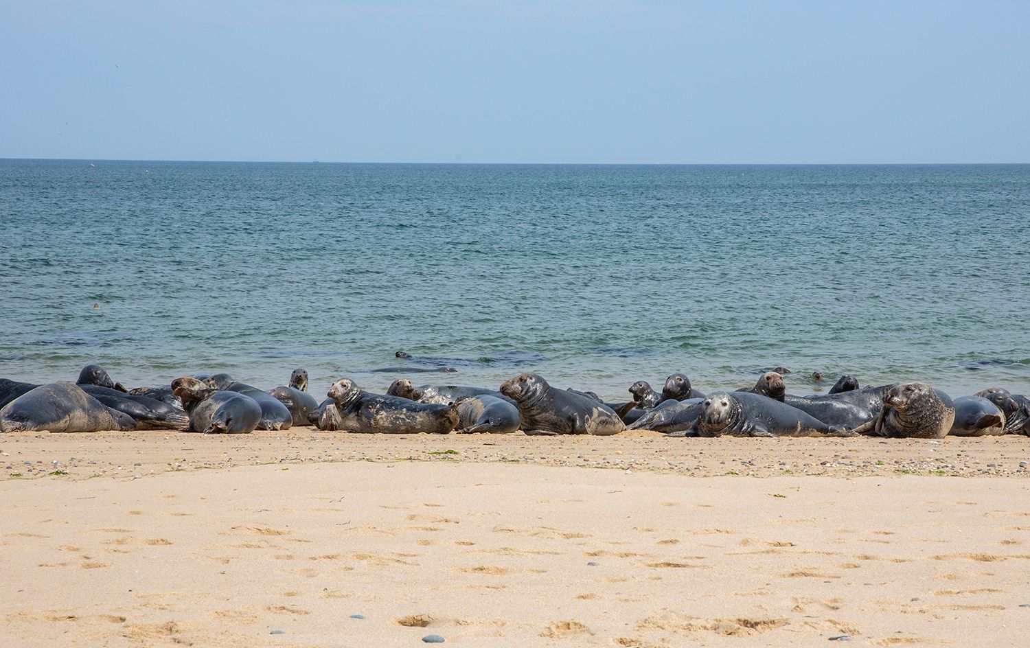 Seals on Race Point Beach in Provincetown