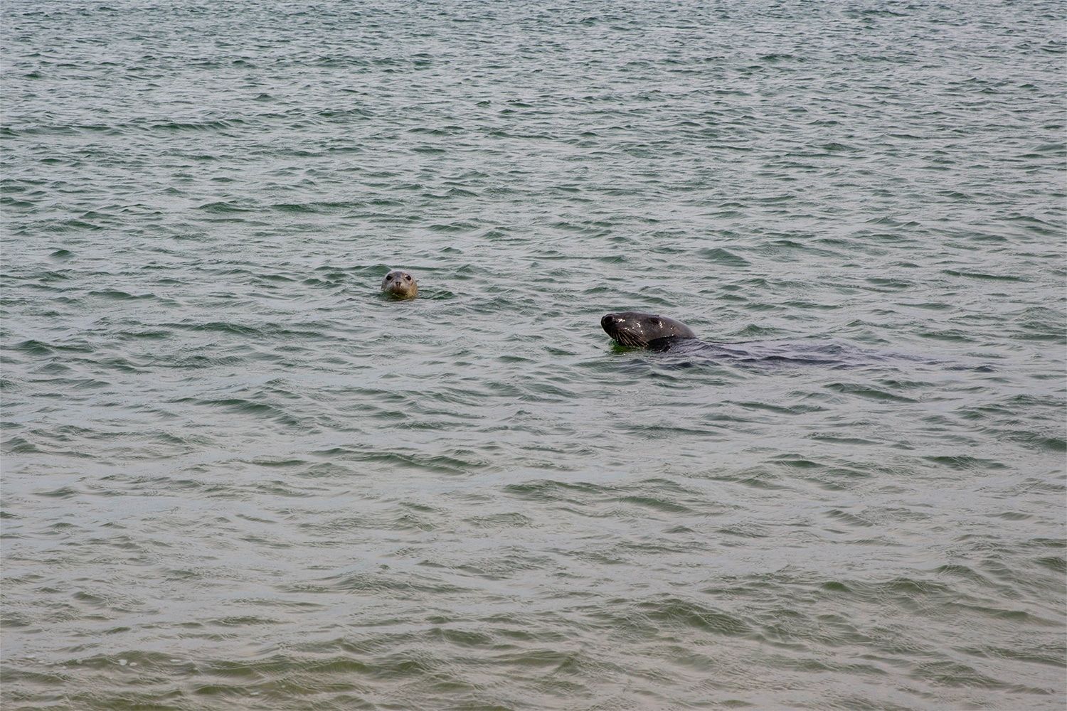 Seals Swimming on Shore of Race Point Beach