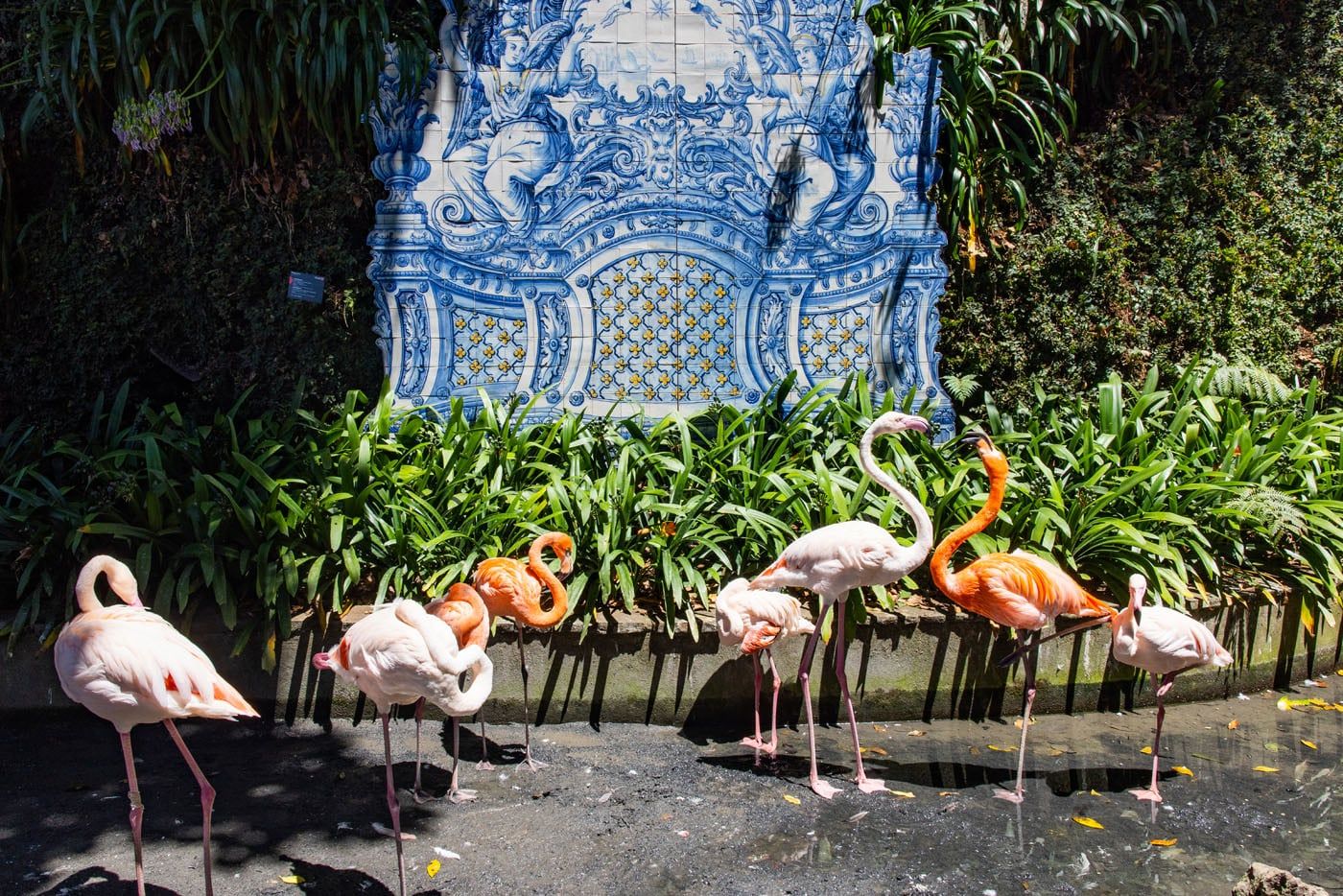 Flamingos Funchal Madeira