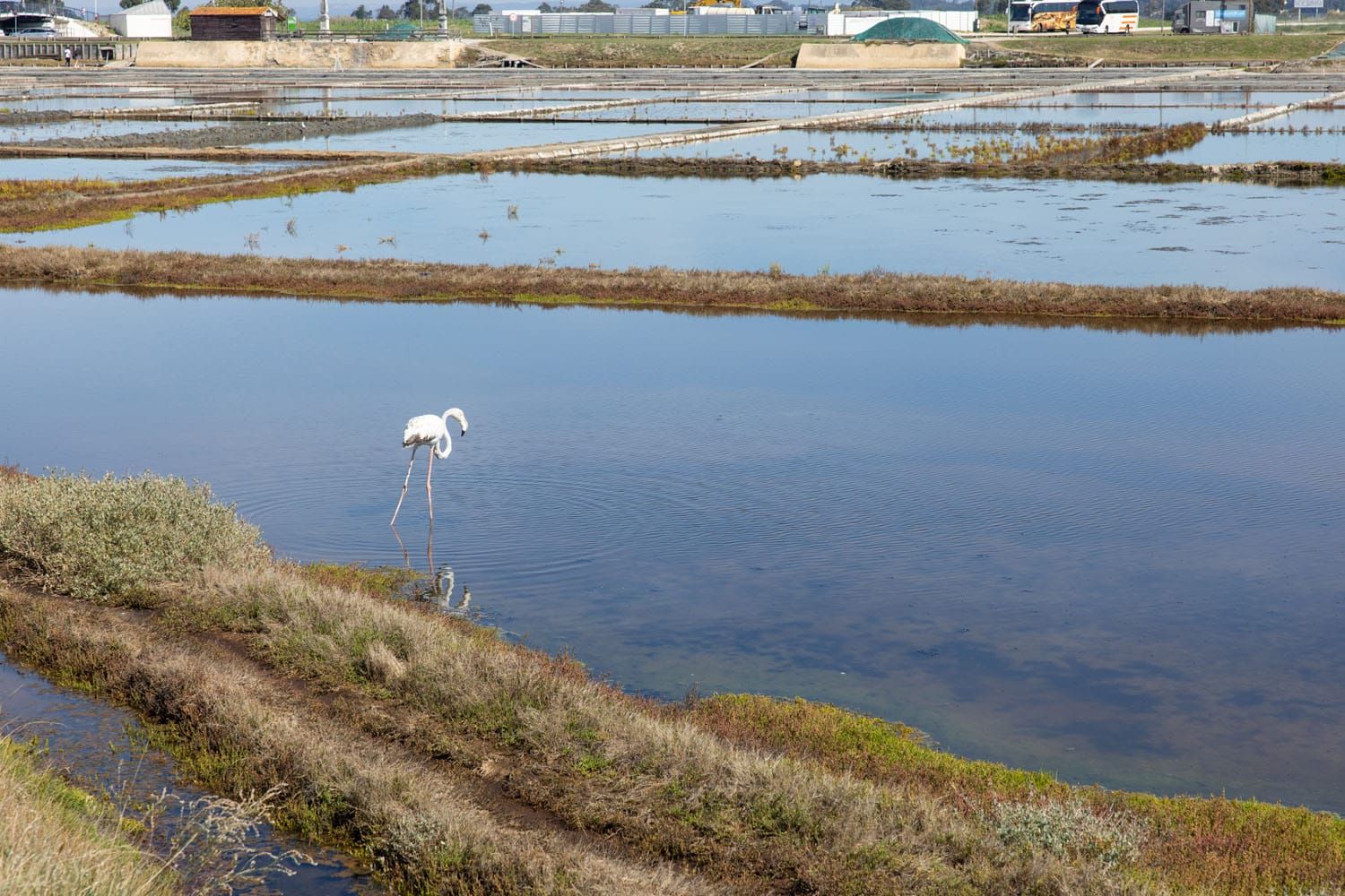 Aveiro Salt Flats