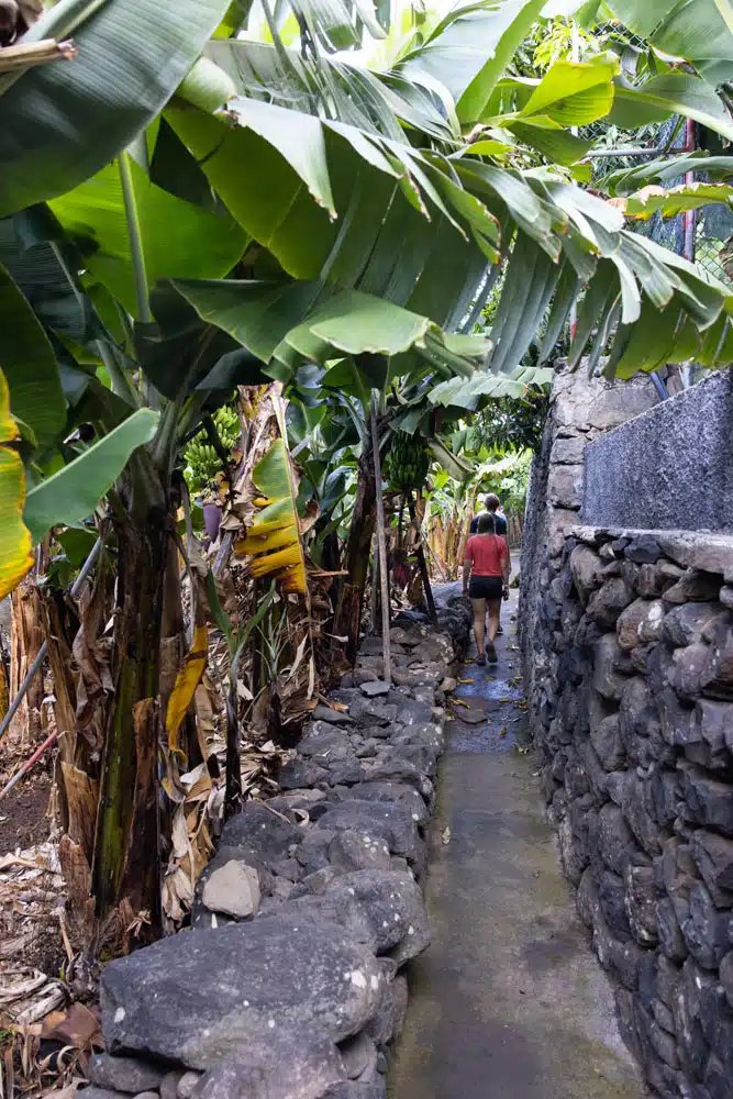 Banana Walk Madeira