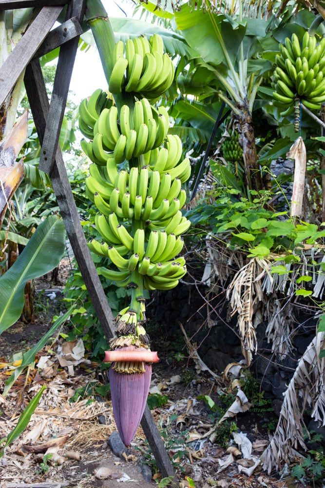 Bananas Madeira