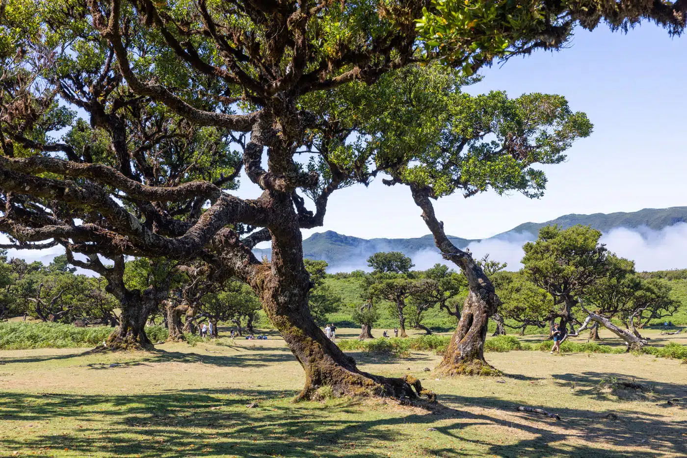 Fanal Trees