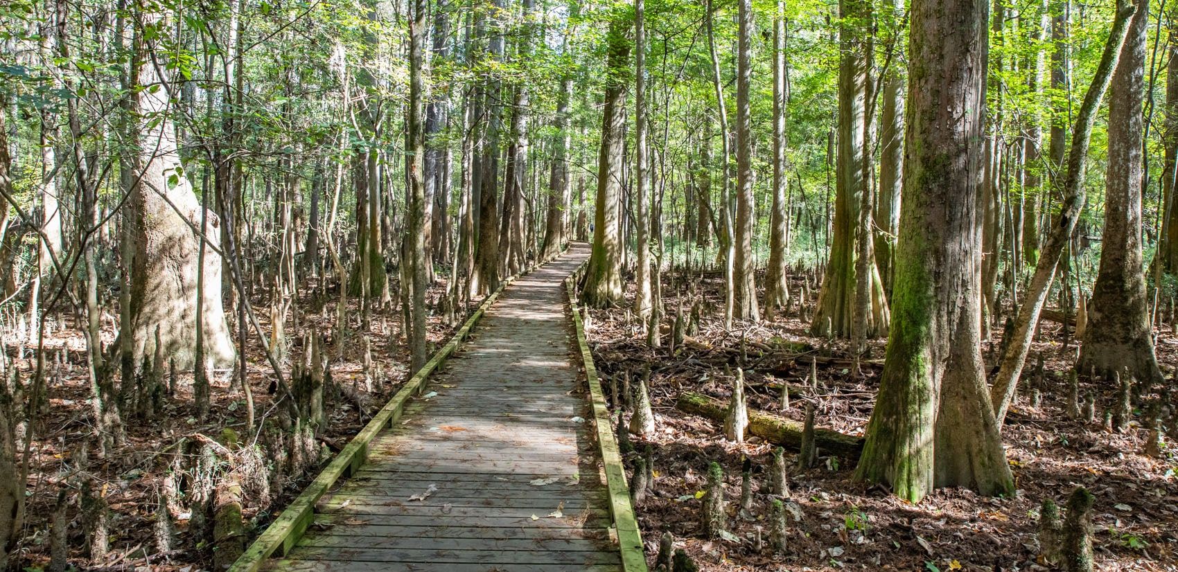 Congaree National Park