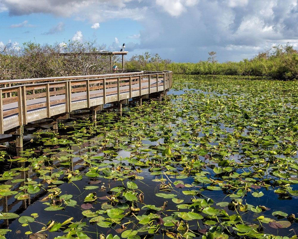 Everglades