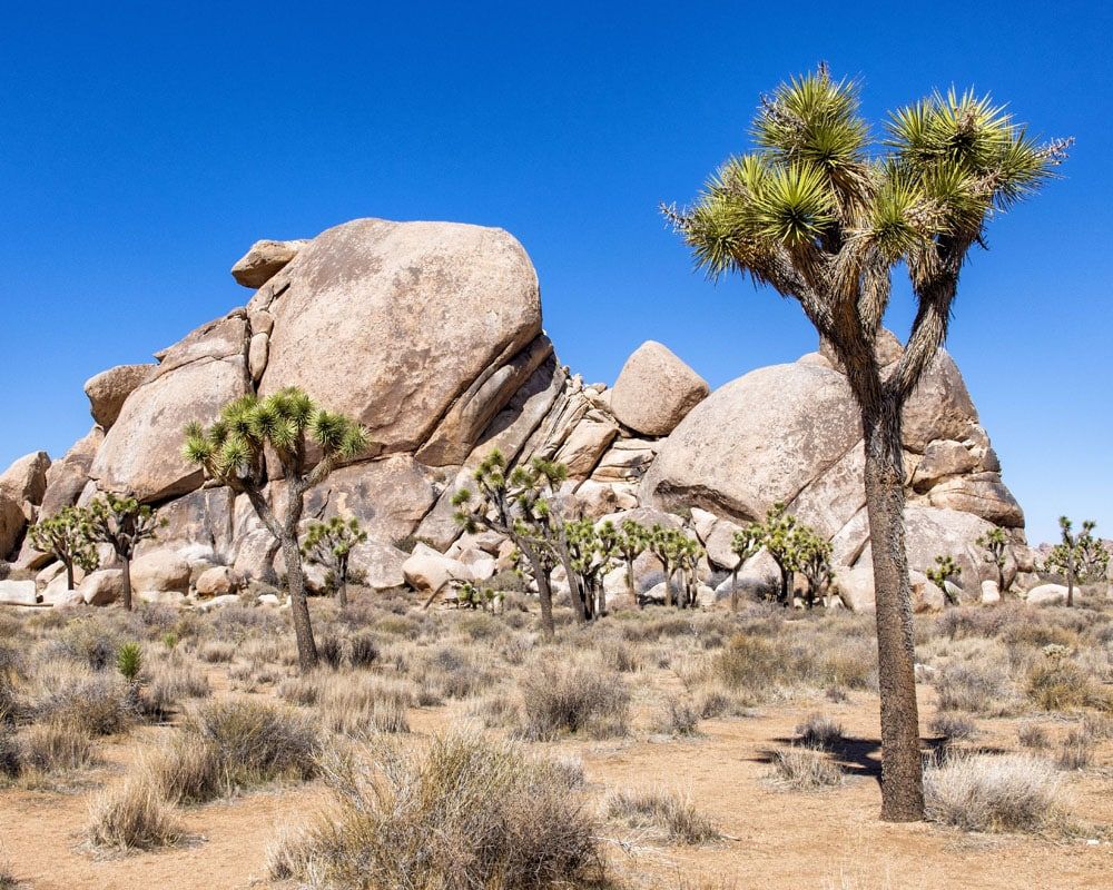 Joshua Tree