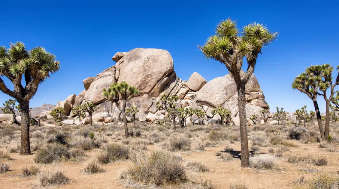 Joshua Tree National Park