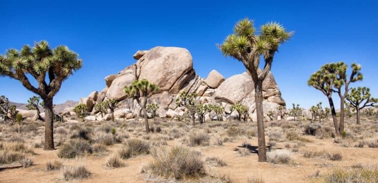 Joshua Tree National Park