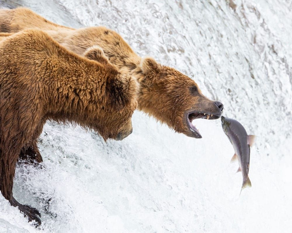 Katmai NP