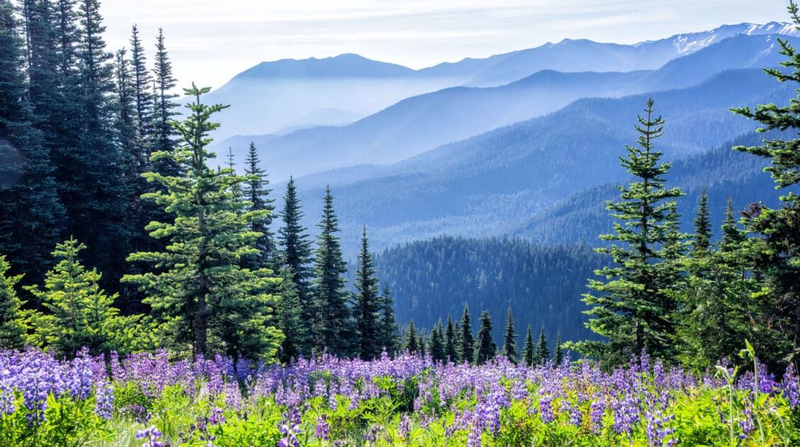 Olympic National Park